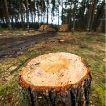 Wycinka drzew po nowemu - nowelizacja ustawy o ochronie przyrody