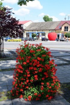 Plik graficzny o nazwie: https://www.mstow.pl/media/2017/news-08/03jablkowy-gigant-z-nowa-skorka_m.jpg