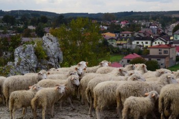 Owce przy Górze Szwejcera we Mstowie