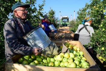 Sezon jabłkowy w sadach i ...w Urzędzie Gminy Mstów