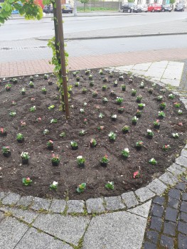 Roślinne dekoracje na Rynku w Mstowie 