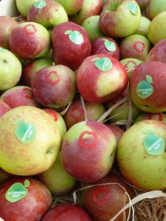 OWOCOWO W MSTOWIE ZADEBIUTOWAŁO NA PIKNIKU INTEGRACYJNYM