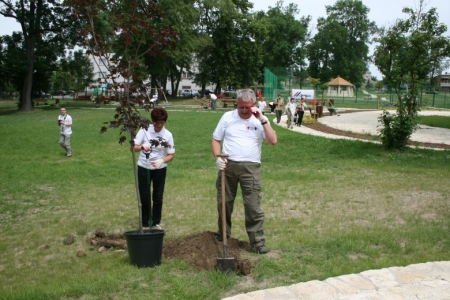 NOWE DRZEWA I KRZEWY W MSTOWIE