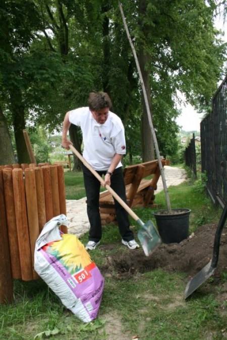 NOWE DRZEWA I KRZEWY W MSTOWIE
