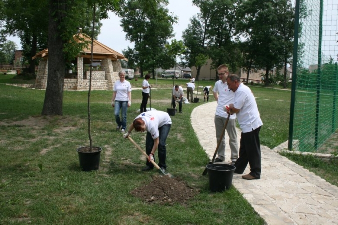NOWE DRZEWA I KRZEWY W MSTOWIE