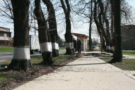 MSTÓW RATUJE KASZTANOWCE