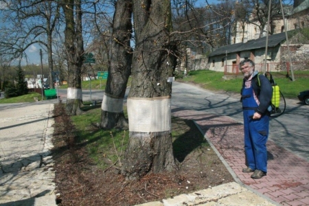 MSTÓW RATUJE KASZTANOWCE