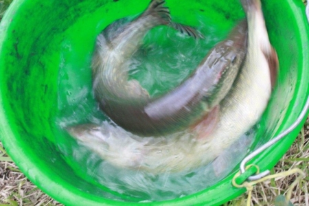 1 MAJA - II SPINNINGOWE ZAWODY WĘDKARSKIE O PUCHAR WÓJTA GMINY MSTÓW – ŚWIĘTO SZCZUPAKA 2012