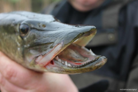 III Spinningowe Zawody Wędkarskie o Puchar Wójta Gminy Mstów – Święto Szczupaka 2013