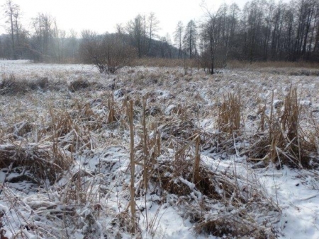 MSTÓW ZIMĄ