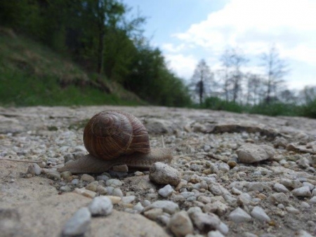 UWAGA ŚLIMAKI!