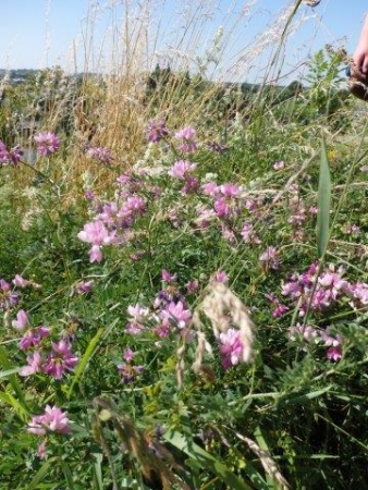 MURAWY KSEROTERMICZNE