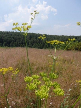 OCHRONA MURAW KSEROTERMICZNYCH NA GÓRZE WAŁ