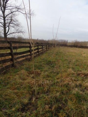 NASADZENIA NOWYCH DRZEW I PORZĄDKI PRZY DRZEWACH