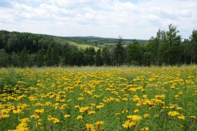 KWITNĄ MURAWY KSEROTERMICZNE NA GÓRZE WAŁ W MSTOWIE