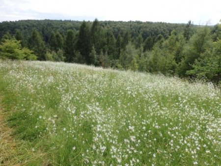 KWITNĄ MURAWY KSEROTERMICZNE NA GÓRZE WAŁ W MSTOWIE