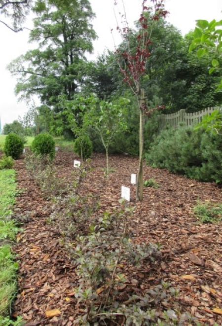 MINI OGRÓD BOTANICZNY PRZY SZKOLE PODSTAWOWEJ W MOKRZESZY