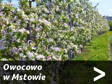 Owocowo w Mstowie